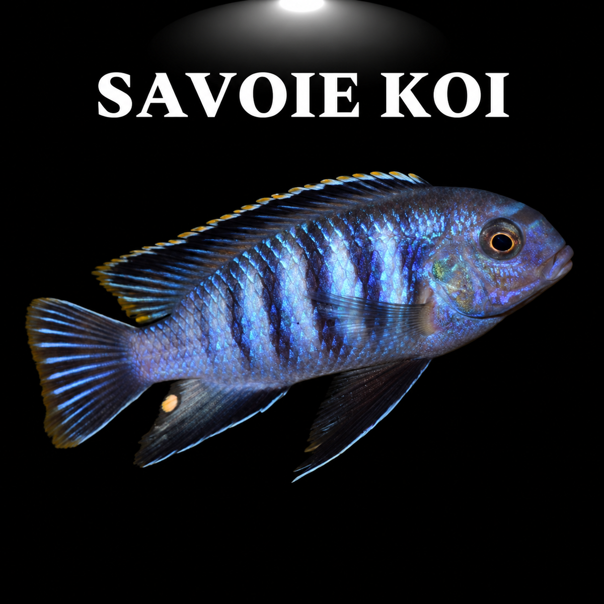 Tropheops chilumba Orange 4-6 cm – Mbuna morphe orange éclatant de Chilumba, lac Malawi, espèce rare et recherchée