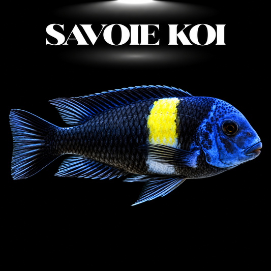 Tropheus duboisi 4-6 cm — cichlide rupicole noir étoilé de points blancs sur rochers, fond noir, SAVOIE KOI
