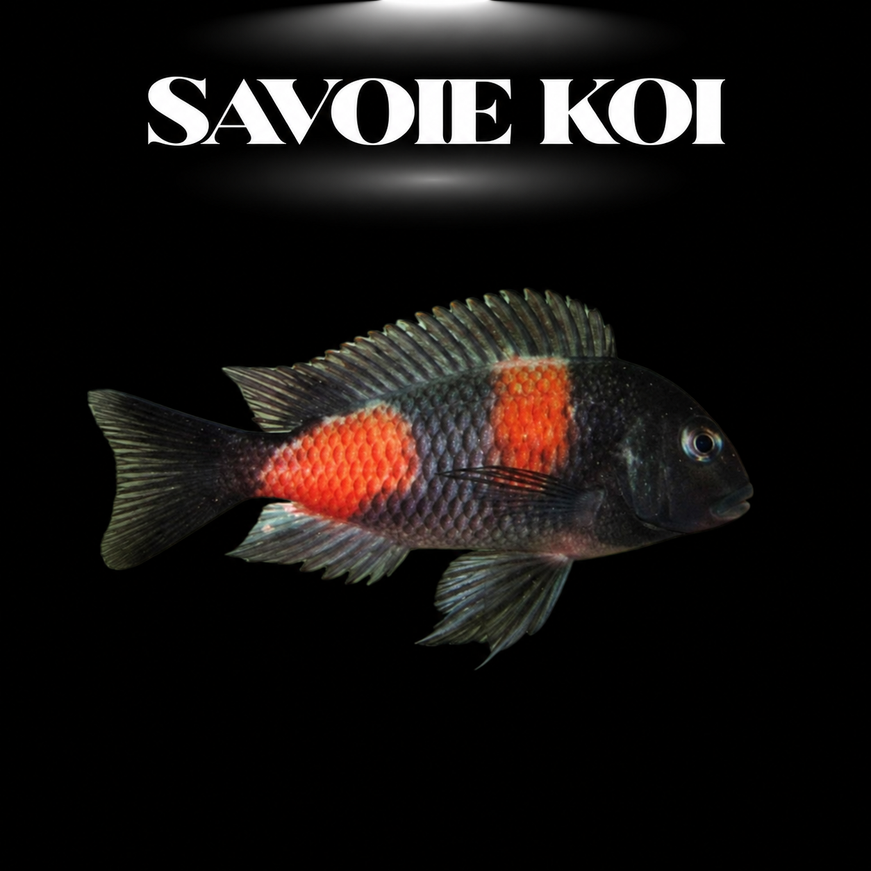 Tropheus moorii Bulu Point 3-4 cm — cichlide rupicole brun-olive iridescent selle jaune-orangé sur rochers, fond noir, SAVOIE KOI