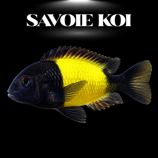 Tropheus moorii Ikola 3-4 cm — cichlide rupicole corps noir bande jaune-citron vive sur rochers, fond noir, SAVOIE KOI