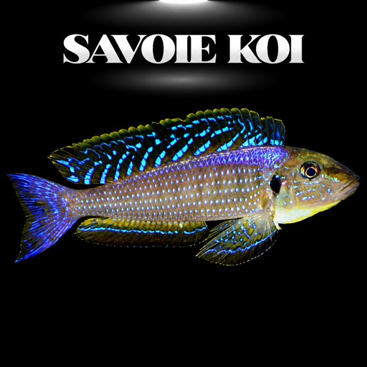 Xenotilapia melanogenys Karema 5-6 cm — cichlide benthique tache noire sur joues fond sableux, fond noir, SAVOIE KOI