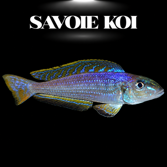 Xenotilapia melanogenys Utinta 5-6 cm — cichlide benthique joues noires reflets bleu-or sur sable, fond noir, SAVOIE KOI