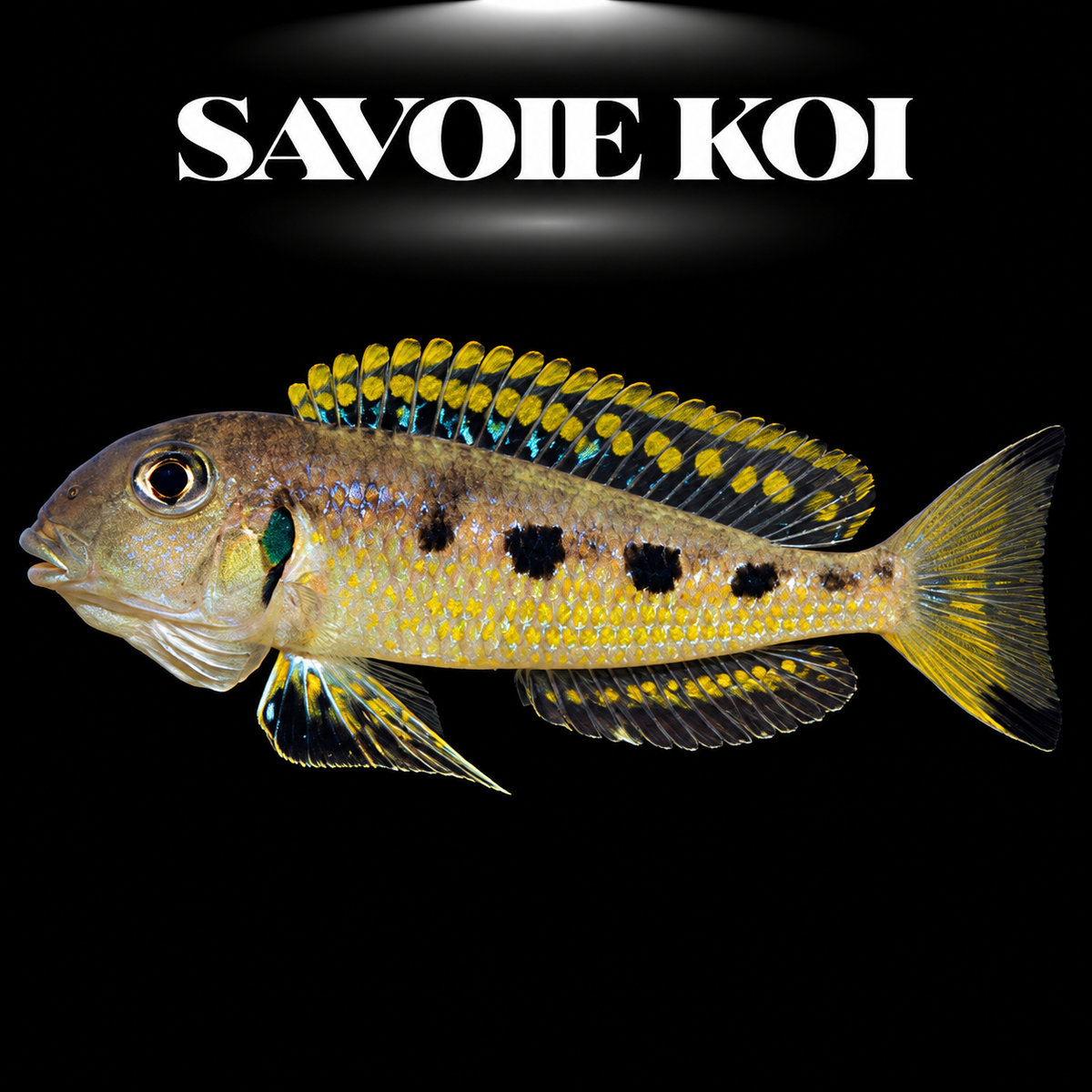 Xenotilapia ochrogenys Ndole 3-5 cm — cichlide des sables joues jaune-orange vives reflets bleu-argent en groupe, fond noir, SAVOIE KOI