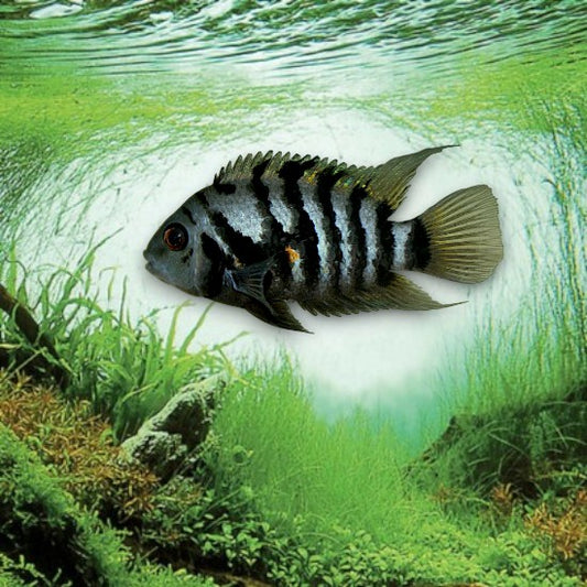 Amatitlania nigrofasciata 4-5cm rayures noires blanches cichlidé bagnard