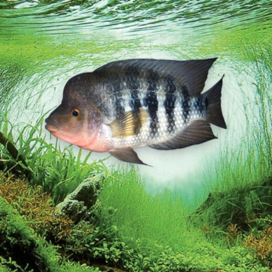 Amphilophus citrinellus 14-16 cm cichlidé midas jaune orange amérique centrale