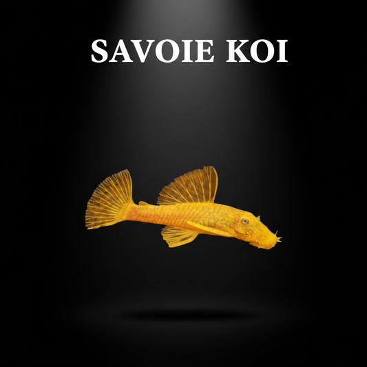 Ancistrus gold 4 cm poisson nettoyeur doré aquarium eau douce