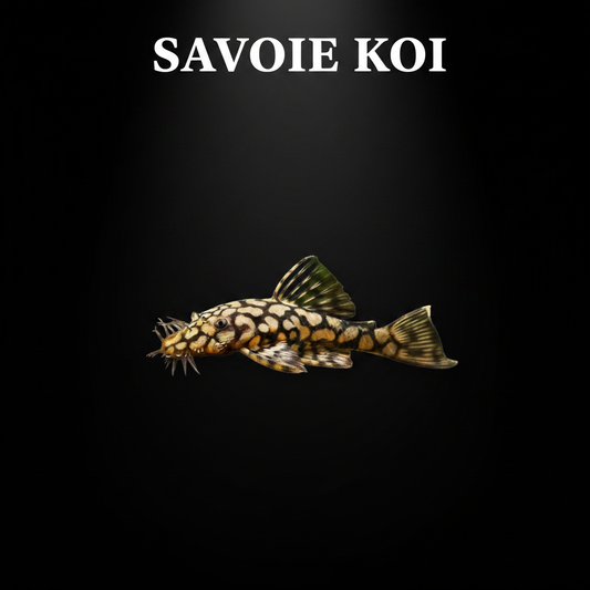 Ancistrus sp. L519 pleco brosse nain 3-4 cm – poisson nettoyeur algues nano aquarium, Savoie Koi