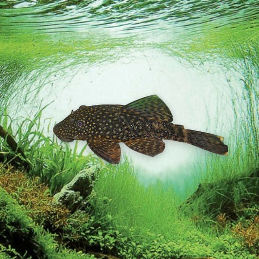 Ancistrus sp poisson nettoyeur mangeur d’algues en aquarium d’eau douce