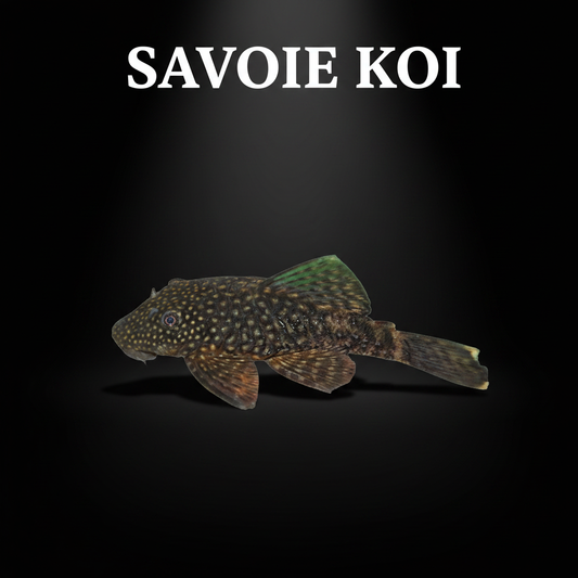 Ancistrus sp 3-4 cm – pleco nettoyeur d'algues pour aquarium eau douce, Savoie Koi