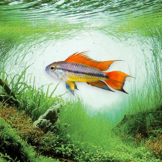 Apistogramma cacatuoides orange mâle 3-5cm nageoires dorsales crête spectaculaires