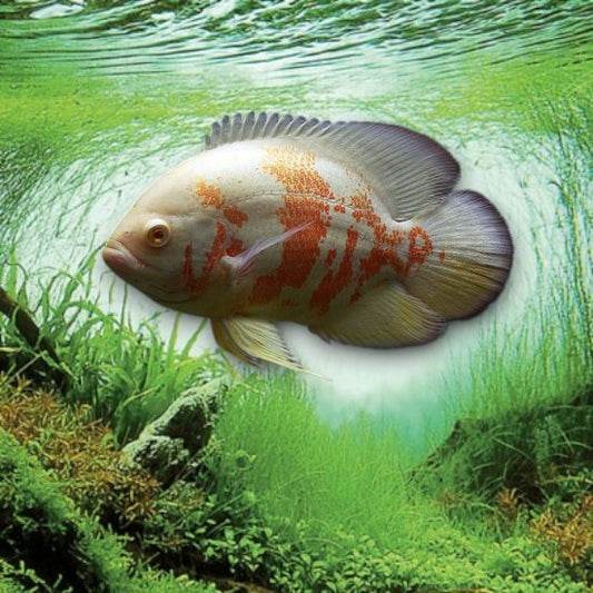 Astronotus ocellatus albino tiger 5-7cm robe blanche motifs orange vif