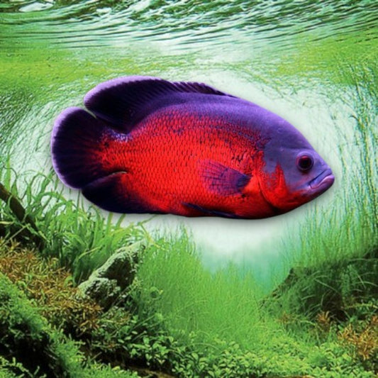 Astronotus ocellatus red 5-7cm robe rouge intense motifs noirs contrastés