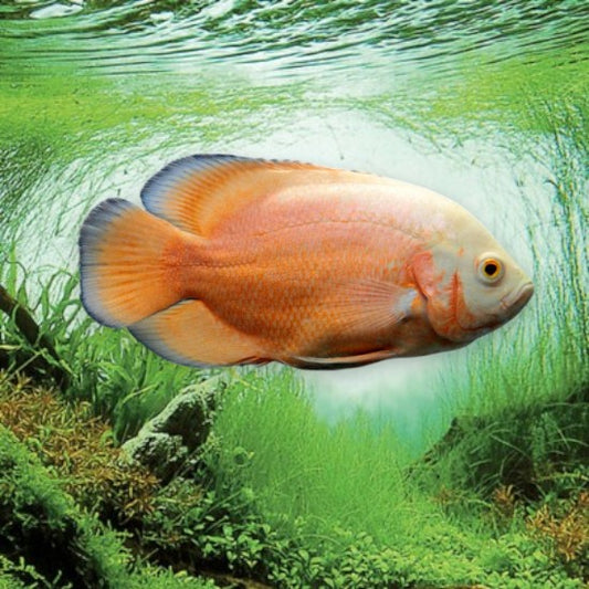 Astronotus ocellatus red albino 5-7cm robe blanche rouge orange yeux rouges