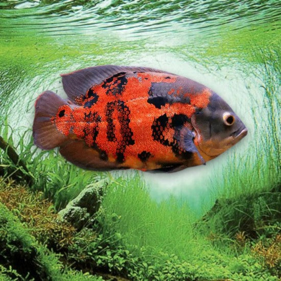 Astronotus ocellatus red tiger 5-7cm robe rouge intense rayures tigrées noires