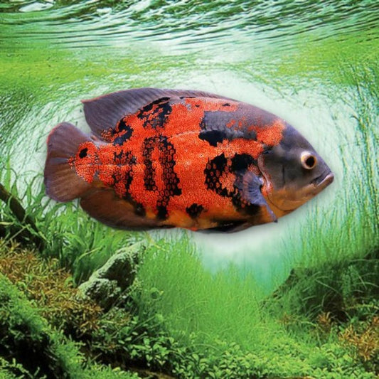 Astronotus ocellatus red tiger 5-7cm robe rouge intense rayures tigrées noires