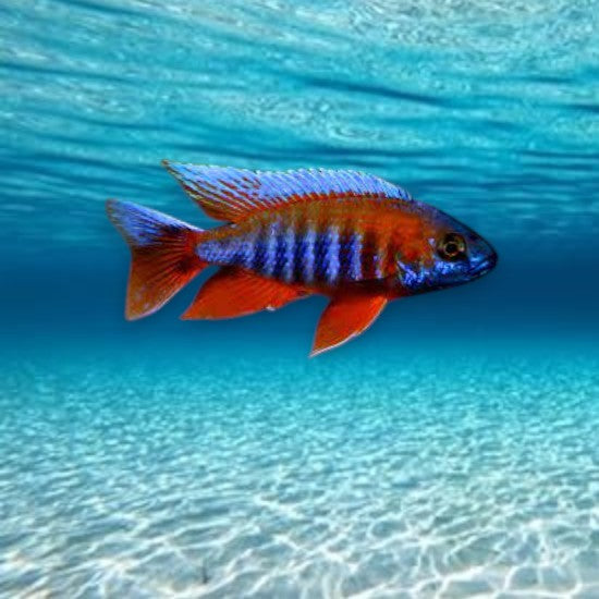 Aulonocara eureka super red 7-8cm peacock rouge orangé cichlidé malawi