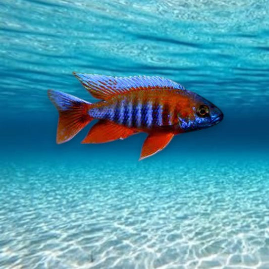 Aulonocara eureka super red 7-8cm peacock rouge orangé cichlidé malawi