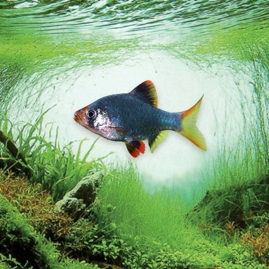 Barbus de Sumatra vert - Puntigrus tetrazona variété vert en aquarium