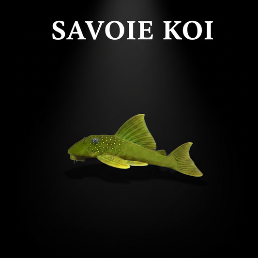 Baryancistrus demantoides L200 green phantom pleco 7-8 cm – pleco vert points jaunes aquarium eau douce, Savoie Koi