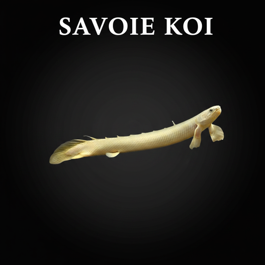 Polypterus senegalus – Bichir du Sénégal, 10-12 cm, silhouette serpentiforme gris-beige nacré, nageoires pectorales charnues caractéristiques