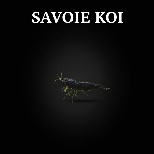 Neocaridina heteropoda var. Black – Crevette Black, robe noire profonde et uniforme, nano-aquarium et aquarium planté