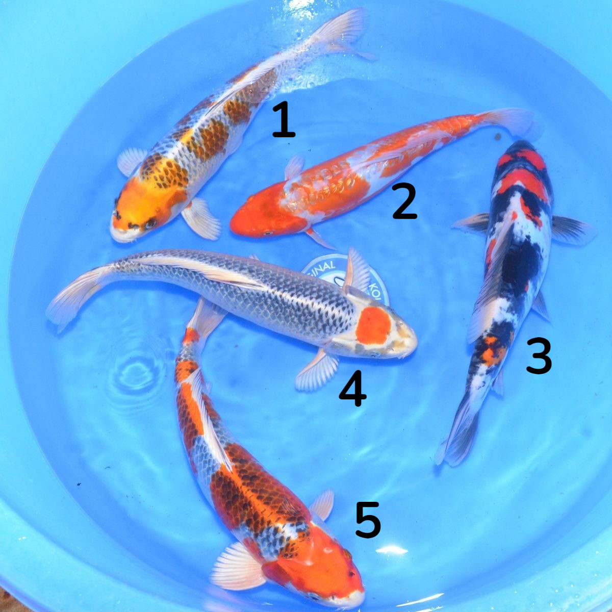 carpes koï Miyatora sont parmi les plus recherchées par les passionnés et collectionneurs