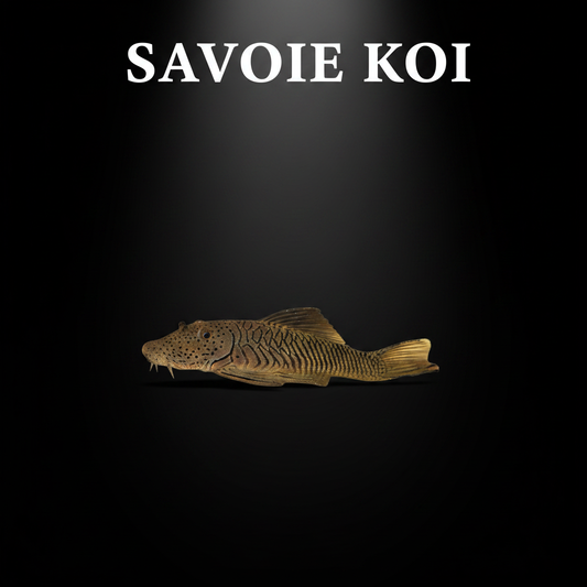 Chaetostoma thomasi L146 pleco brosse colombien 4-5 cm – poisson nettoyeur aquarium, Savoie Koi
