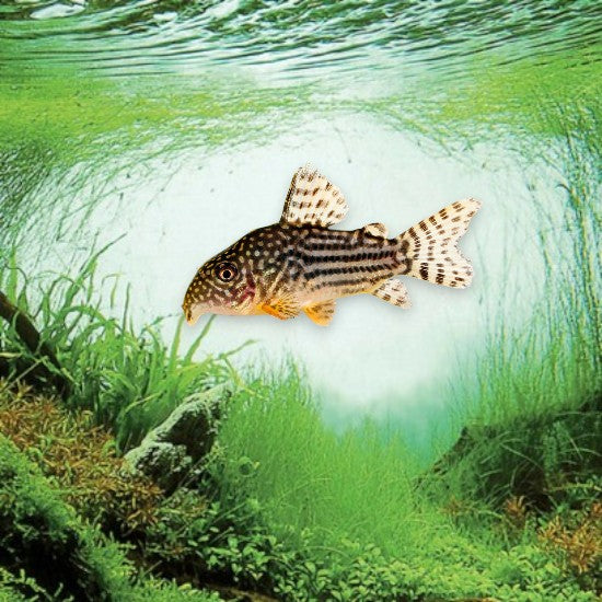 Corydoras sterbai poisson de fond en aquarium planté