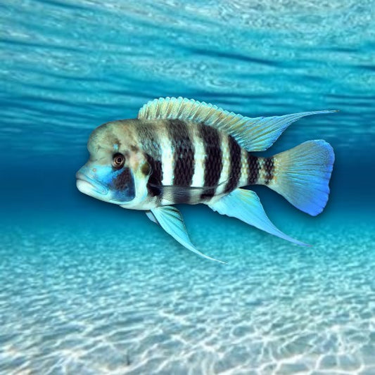 yphotilapia frontosa cichlidé du lac Tanganyika en aquarium