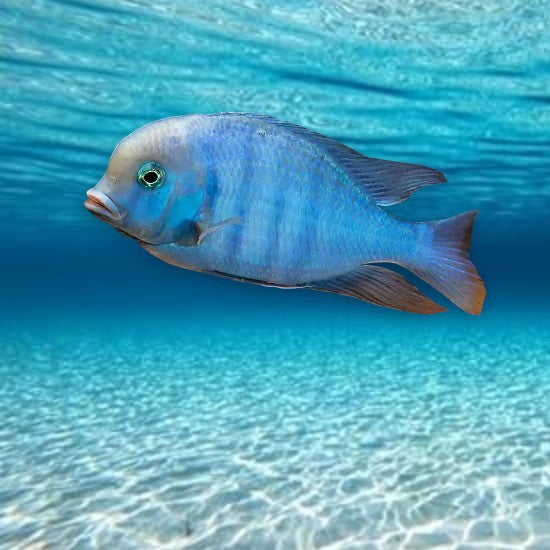 Cyrtocara moorii 7-8cm blue dolphin cichlidé malawi bleu argenté