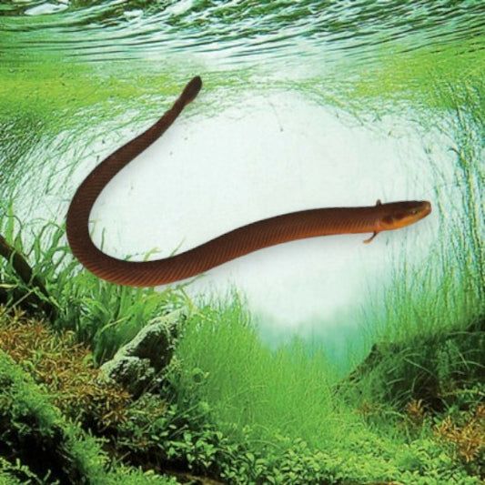 Erpetoichthys calabaricus poisson roseau africain en aquarium