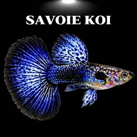 Poecilia reticulata guppy mâle coloré en aquarium d’eau douce