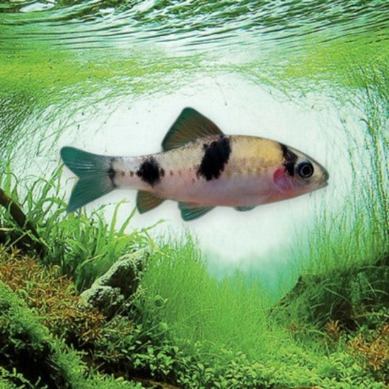 Haludaria melanampyx poisson asiatique en aquarium planté
