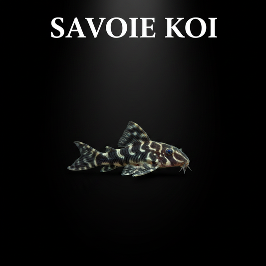 Hypancistrus L333 king tiger pleco 3-4 cm – pleco premium motif zébré aquarium, Savoie Koi