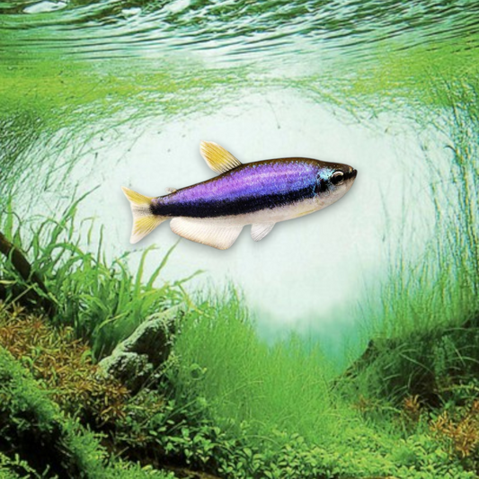 inpaichthys kerri (Tétra royal) - Poisson tropical d'aquarium avec ligne bleue électrique iridescente et nageoire adipeuse rouge orangé