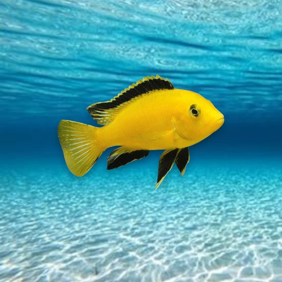 Cichlidé Jaune du Malawi