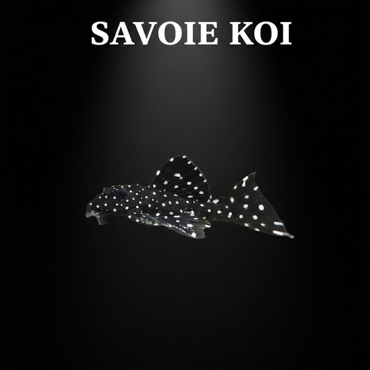 Leporacanthicus galaxias L240 vampire pleco galaxie 5-7 cm – pleco rare taches blanches aquarium, Savoie Koi