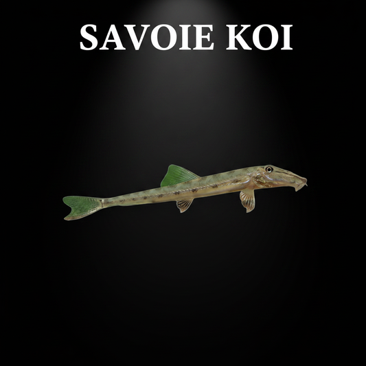 Acanthopsis dialuzona – Loche Crocodile, juvénile 6-7 cm, corps serpentiforme beige à bandes brunes irrégulières, museau allongé caractéristique, Asie du Sud-Est
