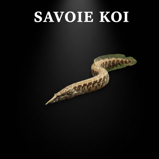 Macrognathus circumcinctus — poisson-épée à bandes fouisseur, corps serpentiforme rayé