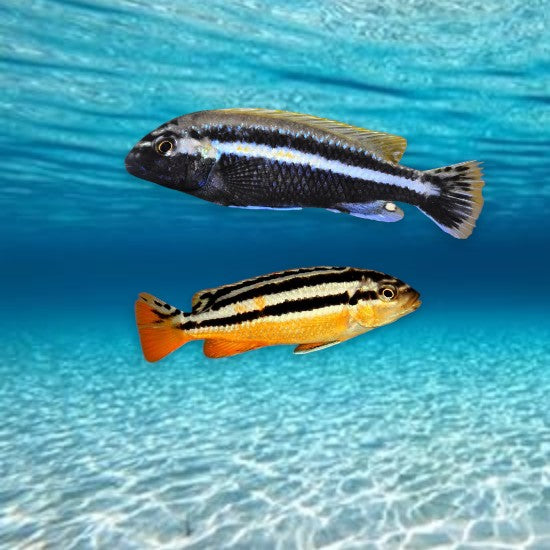 cichlidés malawi