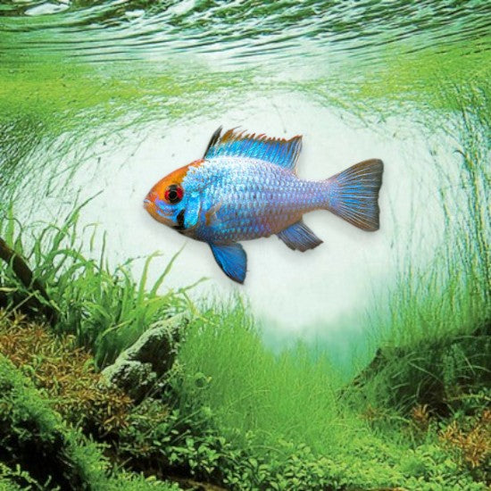 Mikrogeophagus ramirezi bleu 3-5cm cichlidé nain bleu électrique intense