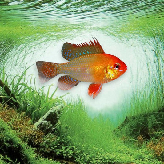 Mikrogeophagus ramirezi gold 3-5cm cichlidé nain doré reflets bleus