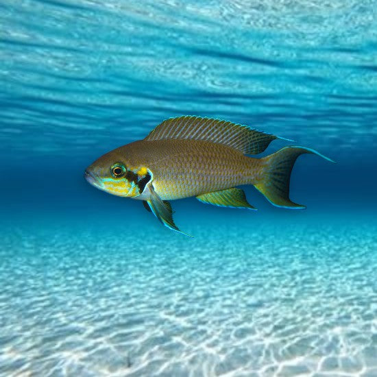 cichlidés tanganyika