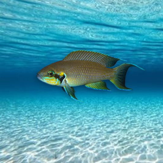cichlidés tanganyika