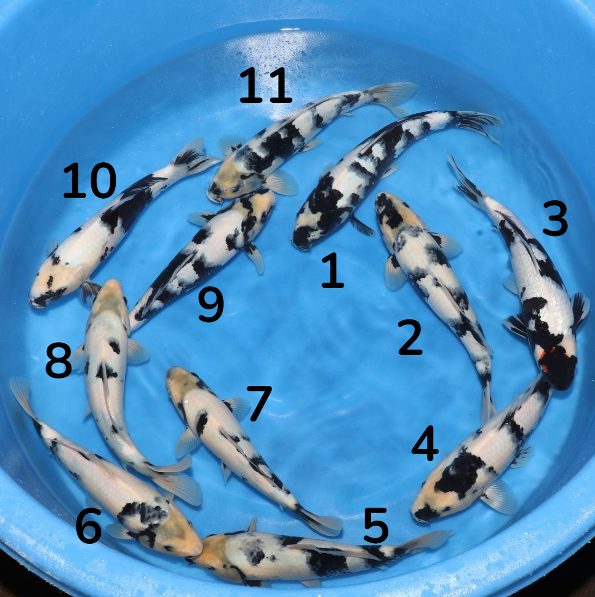 Shiro Utsuri est l'une des trois variétés Utsurimono les plus prisées