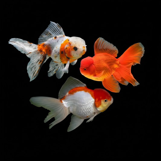 Oranda Mix 10-12 cm - Carassius auratus avec capuchon wen développé couleurs variées rouge blanc calico bassin aquarium