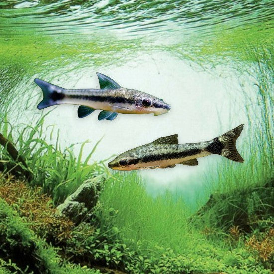 Otocinclus affinis mangeur d’algues en aquarium planté
