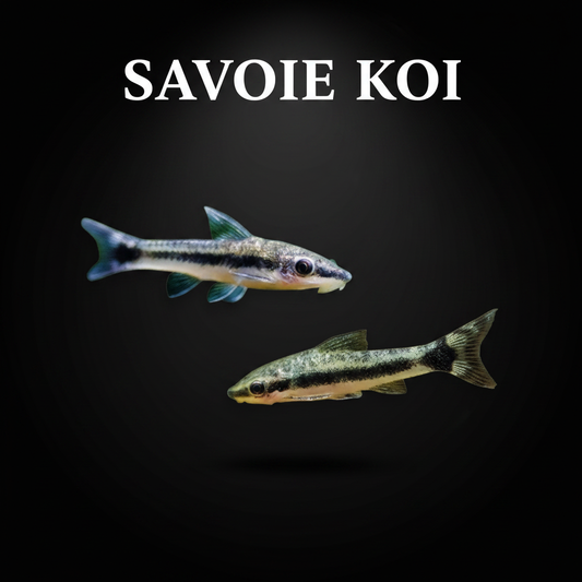 Otocinclus affinis – nano pleco mangeur d'algues idéal aquarium planté eau douce, Savoie Koi
