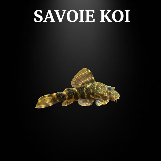 Panaque maccus L104 clown pleco 4-5 cm – pleco nain mangeur de bois aquarium, Savoie Koi