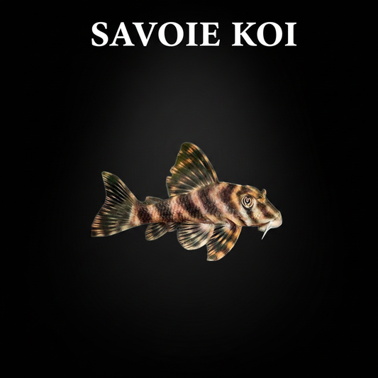 Peckoltia vittata L015 pleco tigre rayé 4-5 cm – poisson mangeur d'algues rayures noires, Savoie Koi